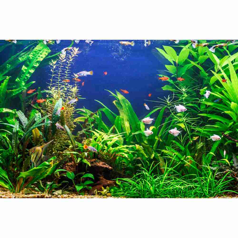 Sualtı Dünyası Deniz Tabanı Fo - Aquarium Marine World incelemesi ve fiyatı