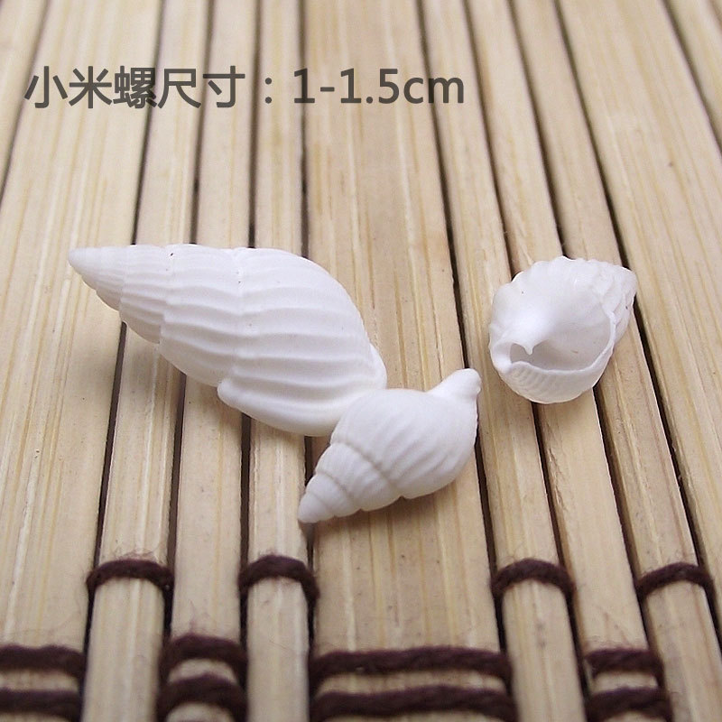 Doğal Zeuxis ve Nassarius Kabu - Marine Aquarium incelemesi ve fiyatı