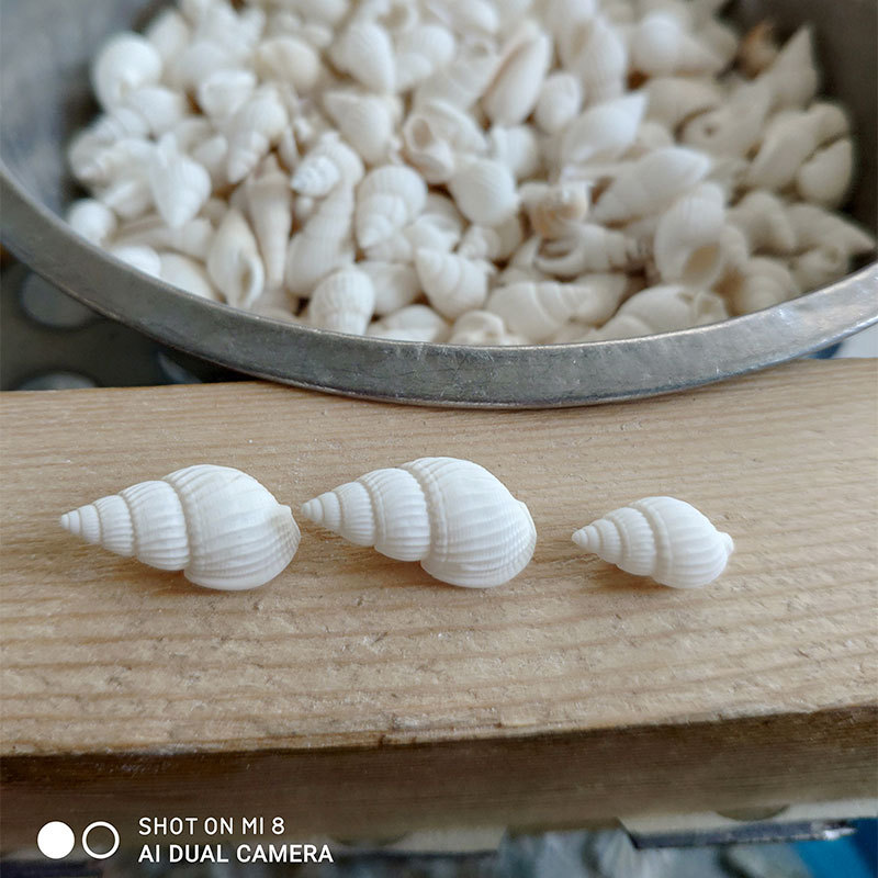 Doğal Zeuxis ve Nassarius Kabu - Marine Aquarium incelemesi ve fiyatı